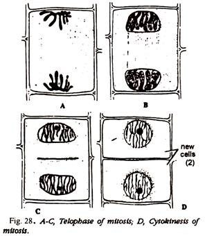 Sexual Reproduction