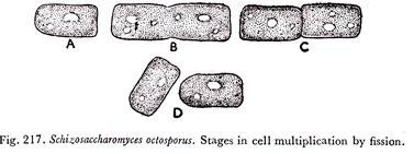 Stages in cell multiplication by fusion