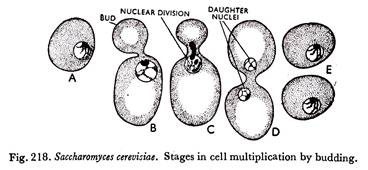 Stages in cell multiplication by budding