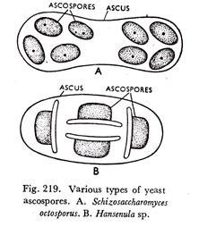 Various types of yeast ascospores