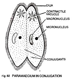 Paramecium in Conjugation 