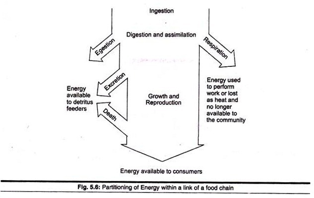 Partitioning of energy within a link of a food chain