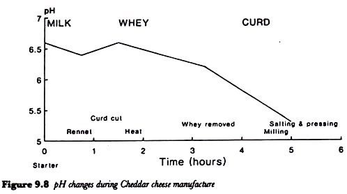 pH changes during cheddar cheese manufacture