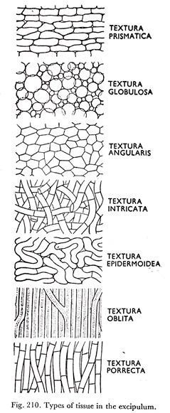 Types of tissue in the excipulum