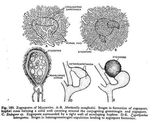 Zygospores of Mucorales