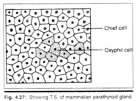 Bartramidula Gametophytic Plant