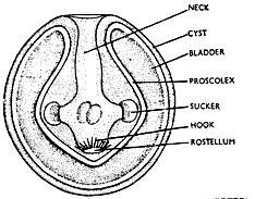 Cysticercus Larva