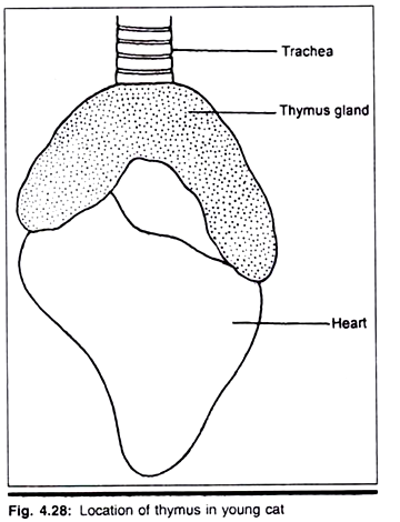 (A) L.S of the rhizome of Z. officinale (B) Isolated fiber showing segmentation (C) Parechymatous cells contaning stach grains