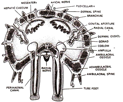 T. S. Arm of Starfish