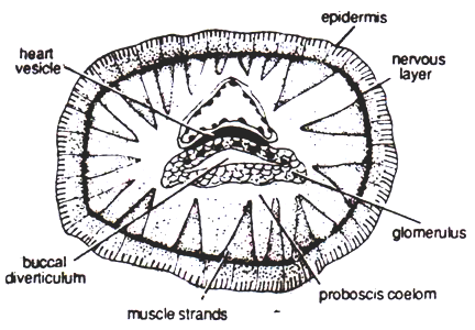 T.S. Proboscis of Balanoglosus