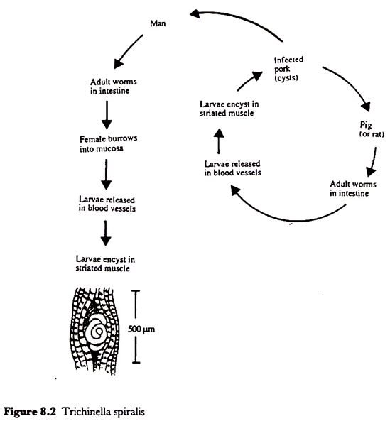 Trichinella spiralis