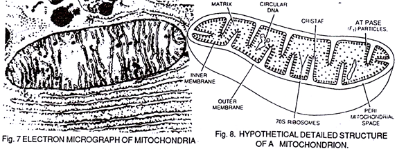 Electron Micrograph of Mitochondria and Hypothetical Detailed Structure of a Mitochondrion