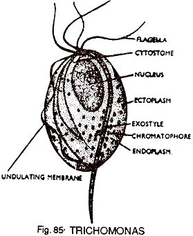 Trichomonas