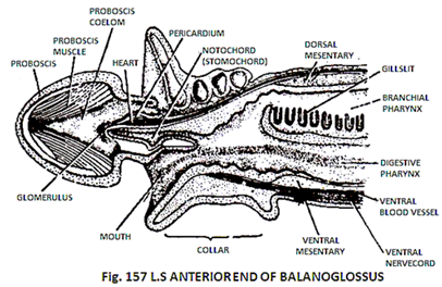 L.S. Anterior end of Balanoglossus