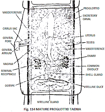 Mature Proglottid Taenia