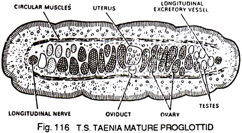 T.S. Taenia Mature Proglottid 