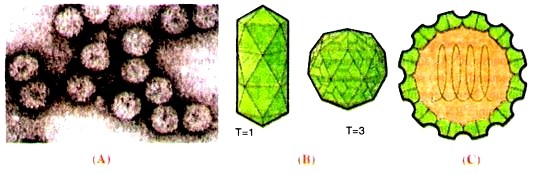 virons of cucumber mosaic virus