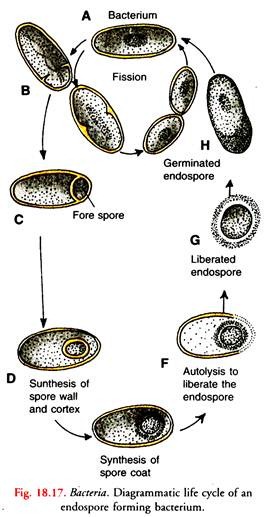 Life Cycle of an Endospore Forming Bacterium