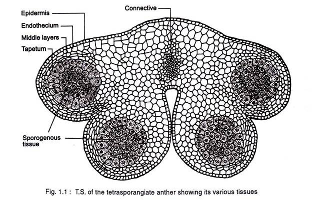 T S of tetrasporangiate anther showing its various tissues