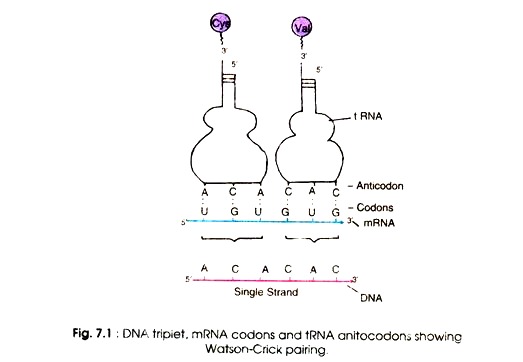 DNA Tripiet, mRNA Codons