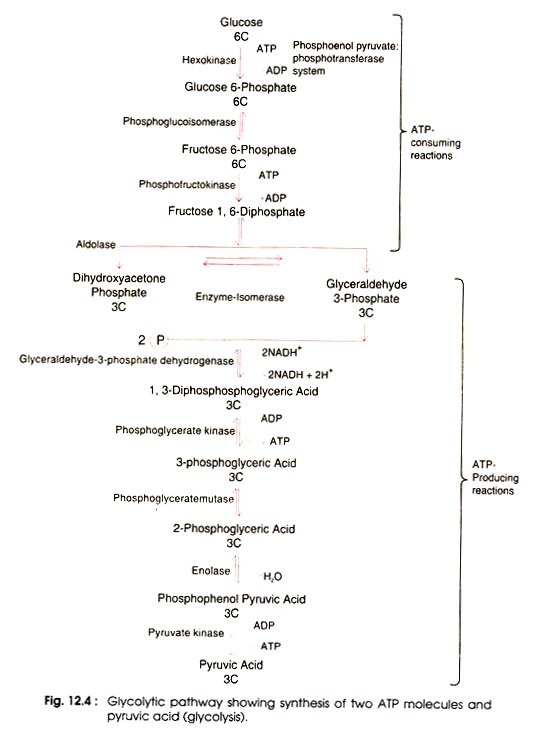 Glycolytic Pathway