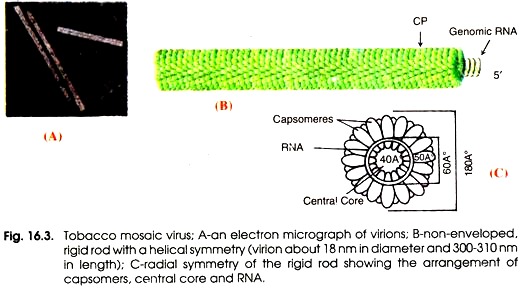 Tobacco Mosaic Virus