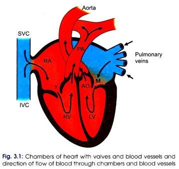 Chambers of Heart with Valves and Blood Vessels