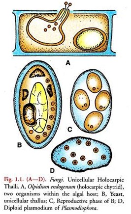 Unicellular Holocarpic Thalli