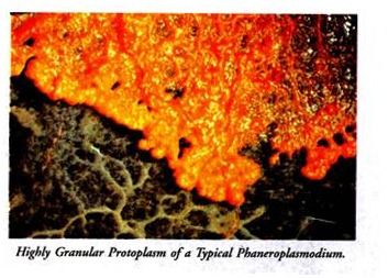 Highly Granular Protoplasm