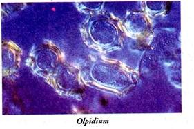 Olpidium
