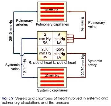 Vessels and Chambers of Heart