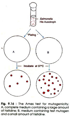 Ames Test for Mutagenicity