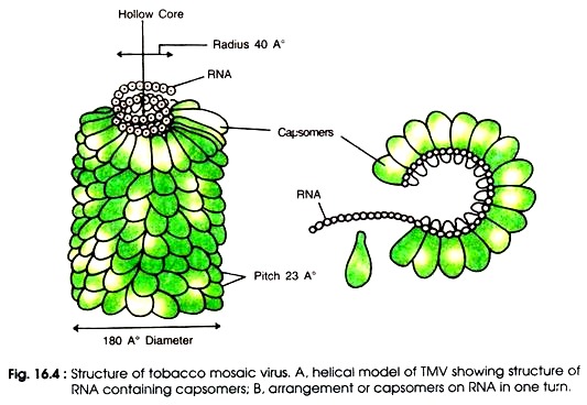 Structure of Tobacco Mosaic Virus