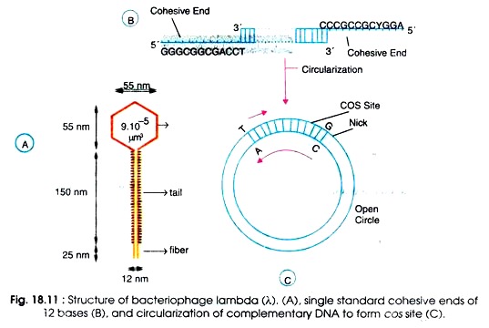 Structure of Bacteriophage Lambda