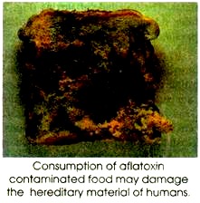 Consumption of Aflatoxin contaminated Food may damage the hereditary Material of Humans