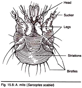 Mite