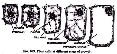 Various Cell Types in Gastric Glands
