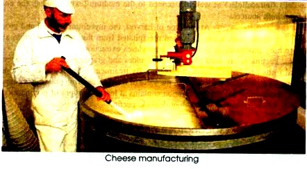 Cheese Manufacturing