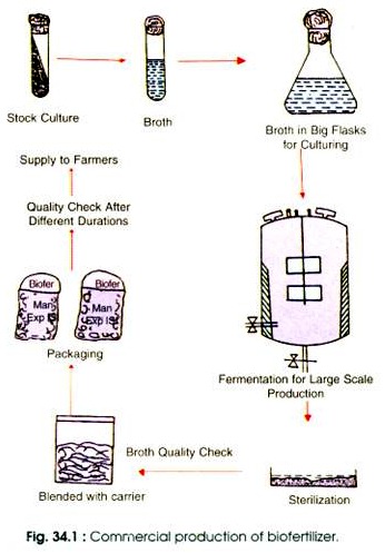 Commercial production of Biofertillizer