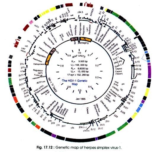 Genetic map of herpes simplex virus-1