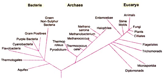 Universal Phylogenetic Tree