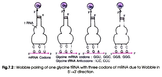 Wobble Pairing of One Glycine tRNA