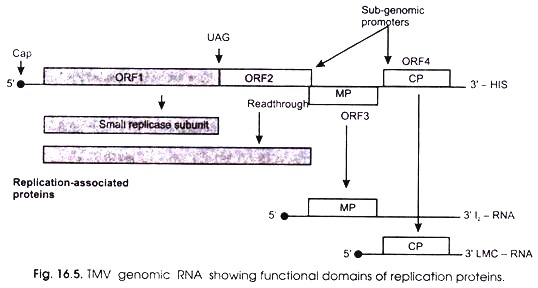 TMV Genomic RNA