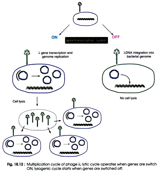 Multiplication Cycle of Phage; Lytic Cycle Operates when Genes are switch ON; Lysogenic Cycle starts when Genes are switched OFF