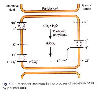 Mechanism of secretion of HCI 