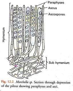 Section through Depression of the Pileus