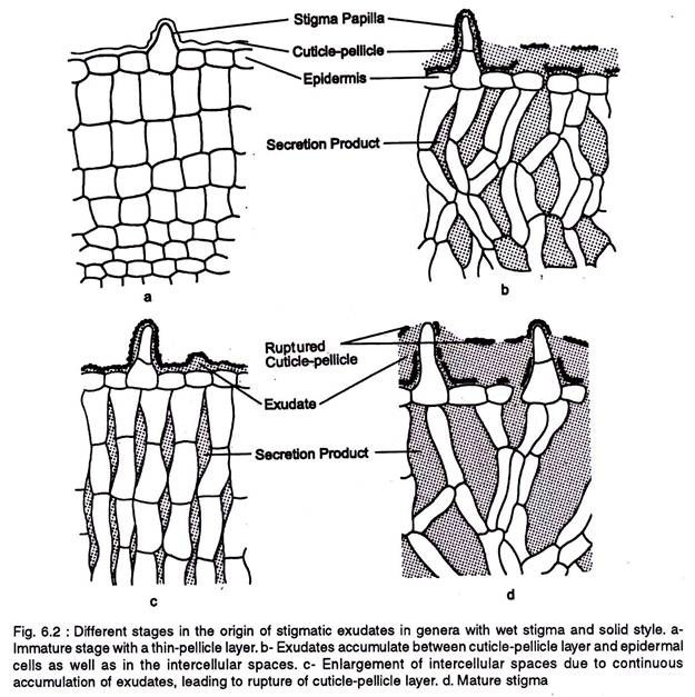 Different stages in the origin of stigmatic