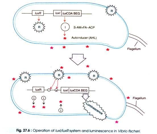 Operation of luxI/luxR System and Luminescence in Vibrio Fischeri