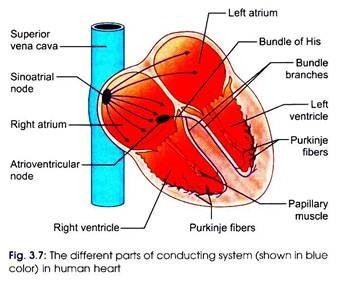 Different Parts of Conducting System in Human Heart