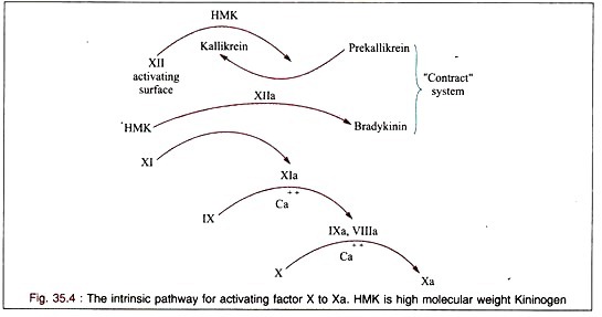 Infection and replication cycle of rabies virus